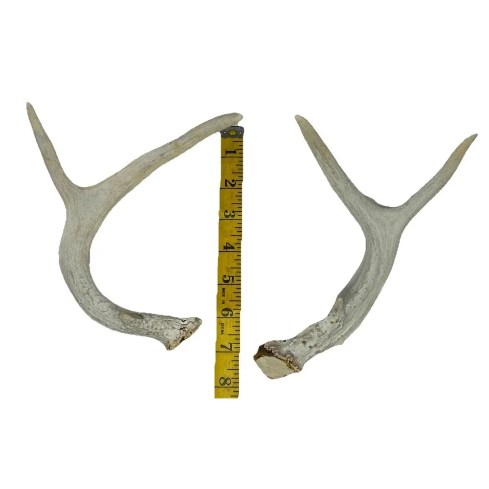 Wild 6 Point‎ Pennsylvania Whitetail Deer Antlers Horns Decor Man Cave Cabin